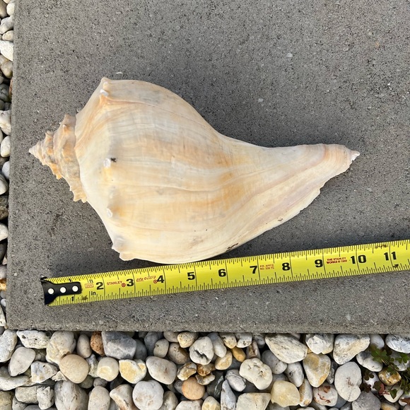 Beautiful Real Shell - Picture 2 of 3